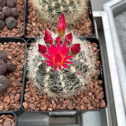 Neoporteria gerocephala