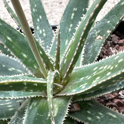 Aloe 'Caramba’ | Aloe híbrido  John Bleck