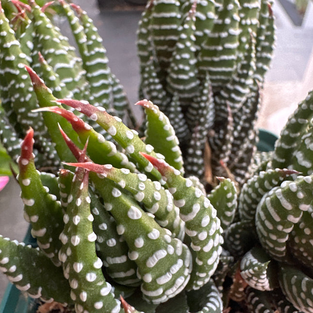 Haworthiopsis reinwardtii f. chalumenensis