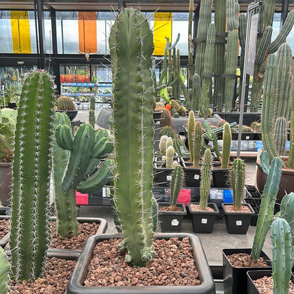 Stenocereus pruinosus