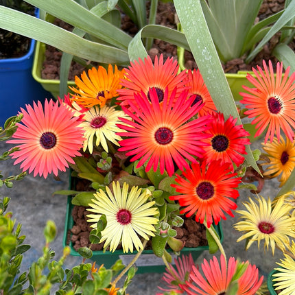 Dorotheanthus bellidiformis