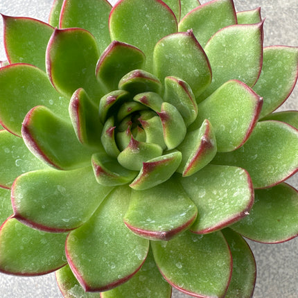 Echeveria ‘Moon Stone’ |Piedra lunar coreana