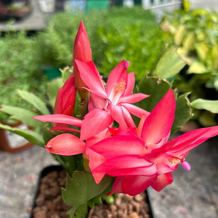 Schlumbergera truncata