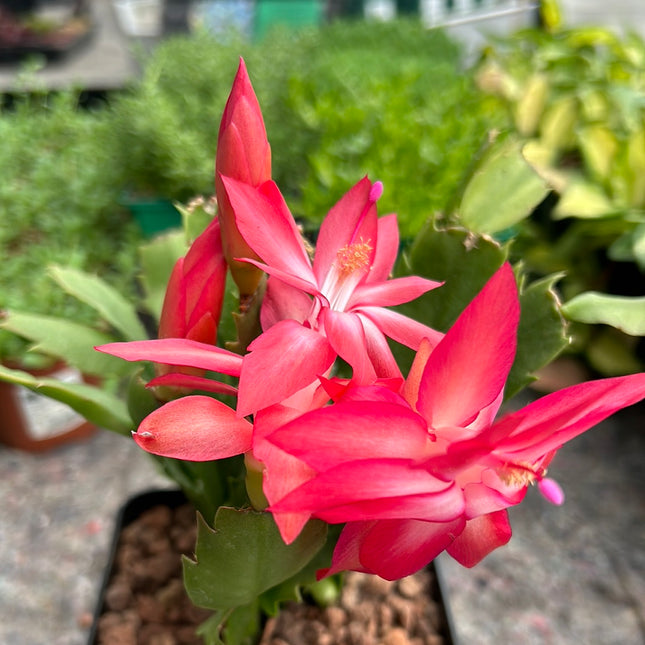 Schlumbergera truncata
