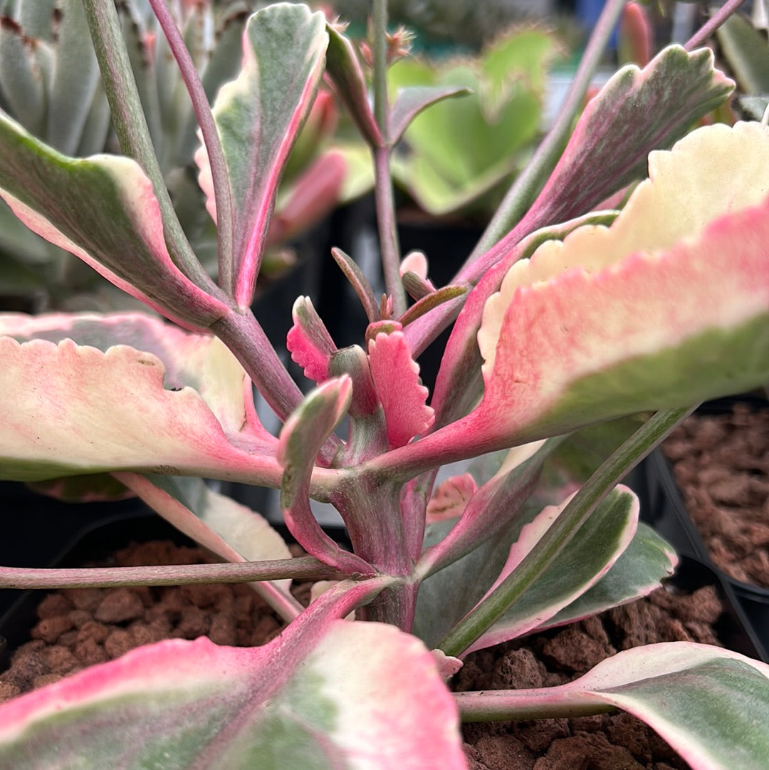 Kalanchoe fedtschenkoi 'S' 'M' and 'L'