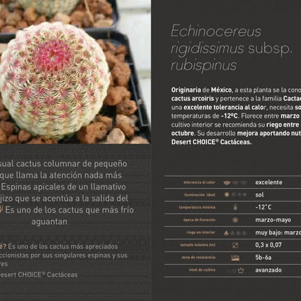 Echinocereus rigidissimus subsp. rubispinus “Cactus Barbie”
