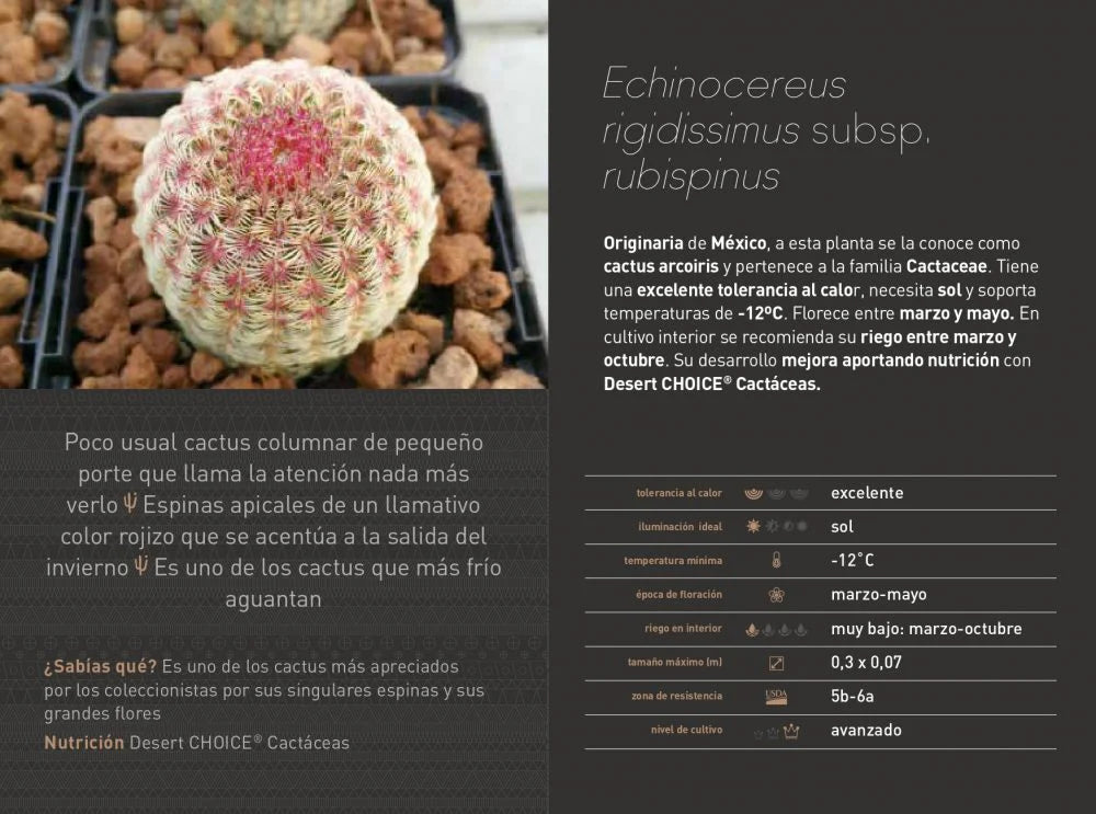 Echinocereus rigidissimus subsp. rubispinus (Barbie Cactus)