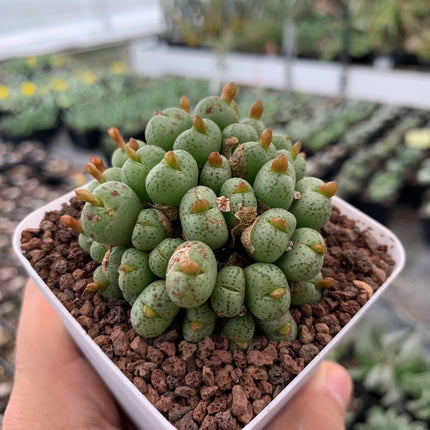 Conophytum flavum subs. novicium