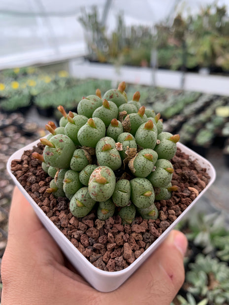 Conophytum flavum subs. novicium