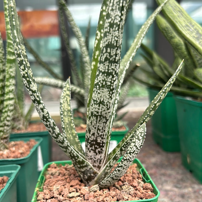 Gasteria Pulchra