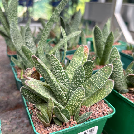 Gasteria disticha