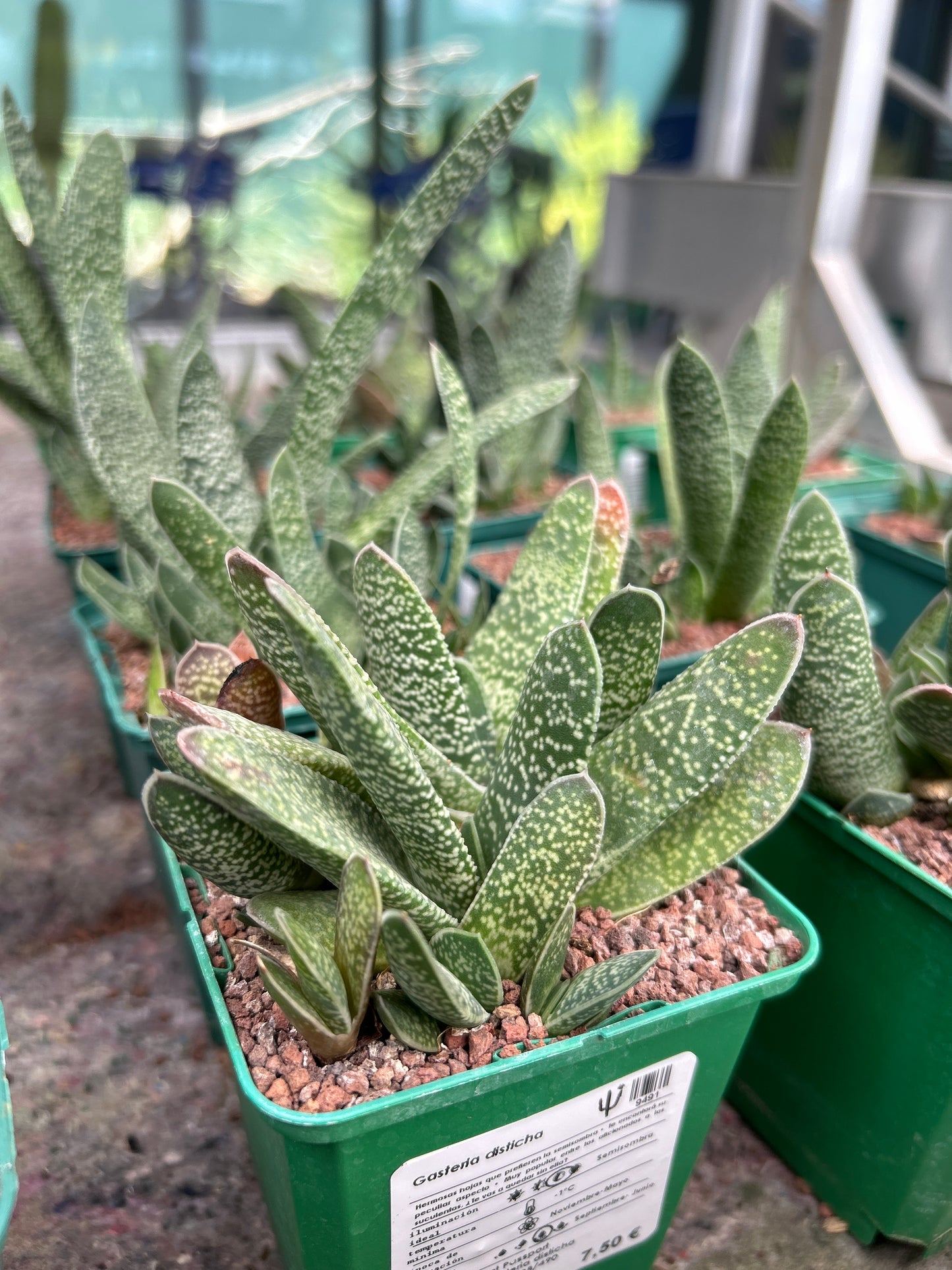 Gasteria disticha