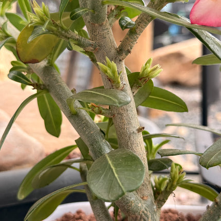Adenium obesum