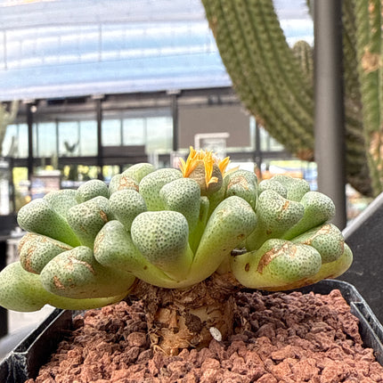 Aloinopsis schooneesii