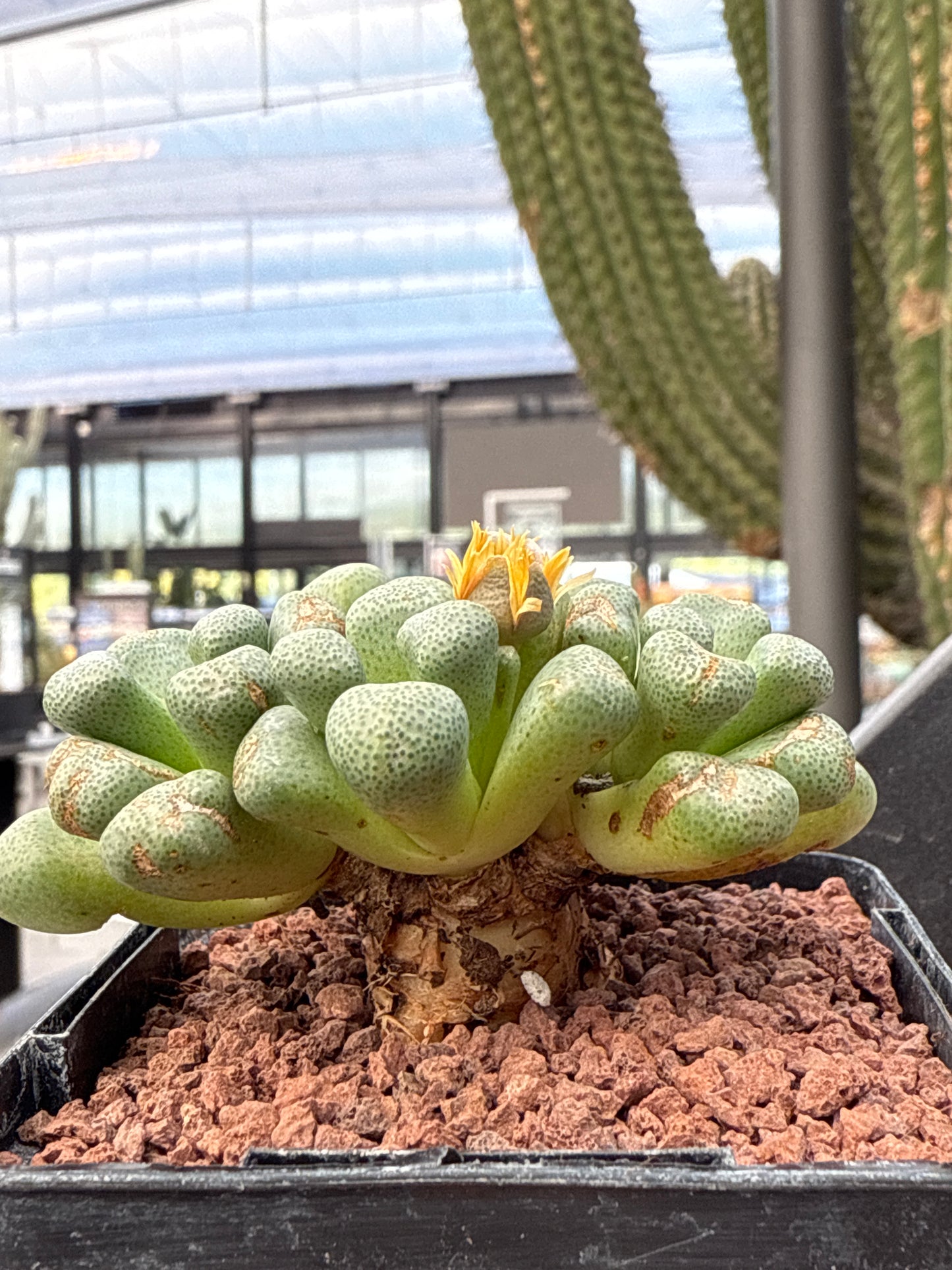 Aloinopsis schooneesii