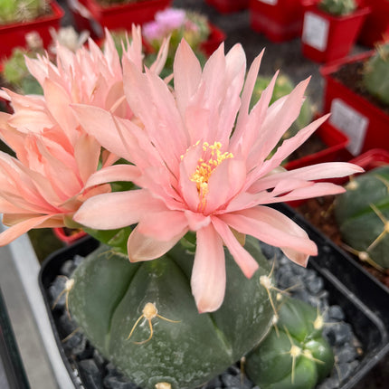 Gymnocalycium horstii