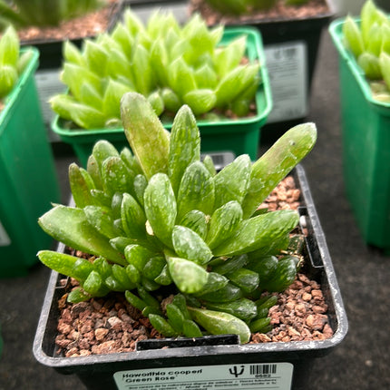 Haworthia 'Grüne Rose'