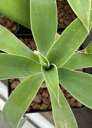 Agave attenuata