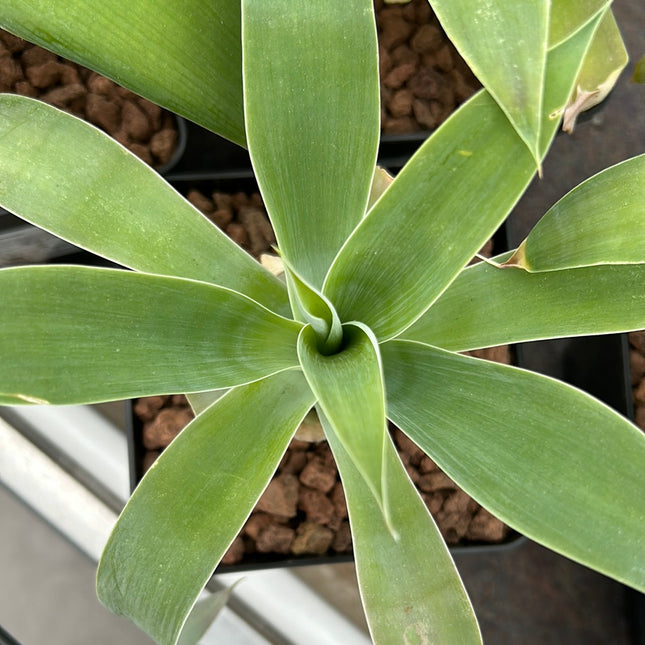 Agave atenuata