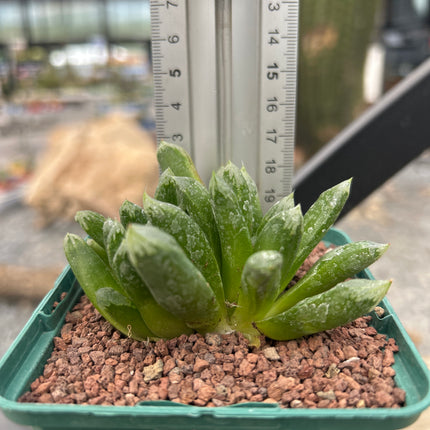 Haworthia „Harry Johnson“