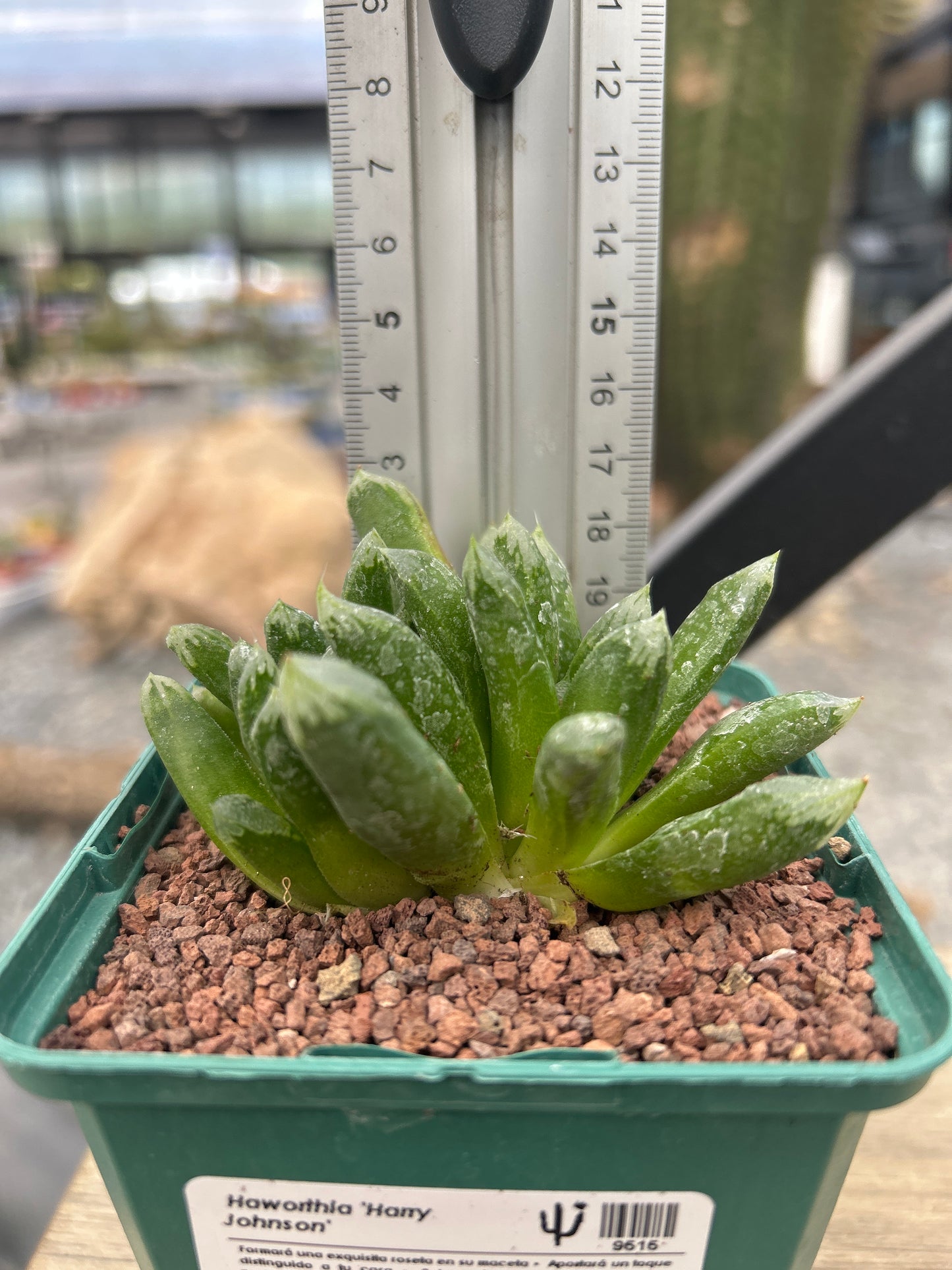 Haworthia 'Harry Johnson'