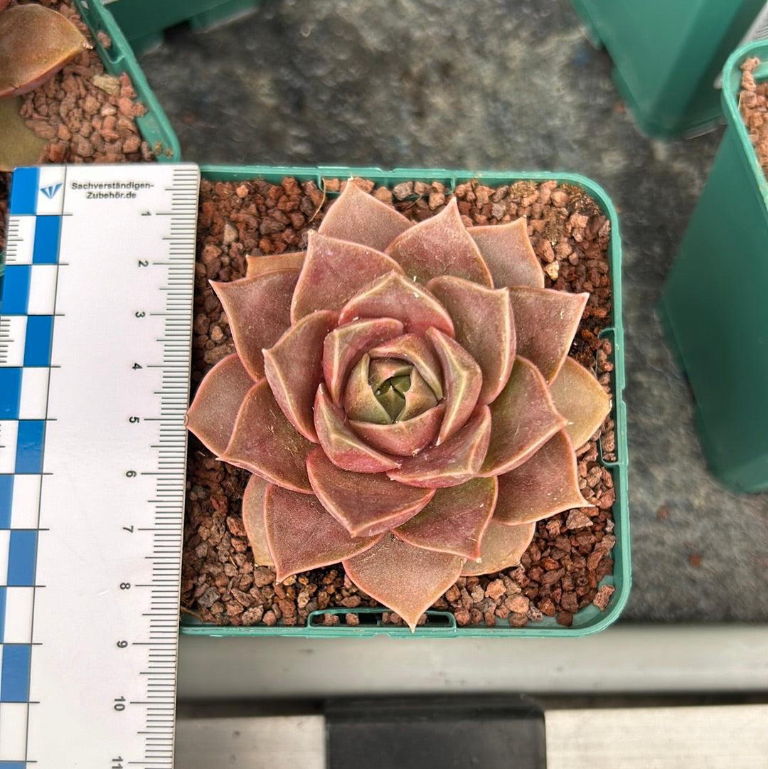 Echeveria ‘Impi’