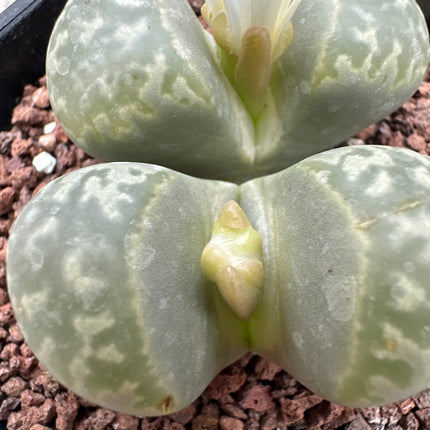Lithops marmorata var. marmorata C260