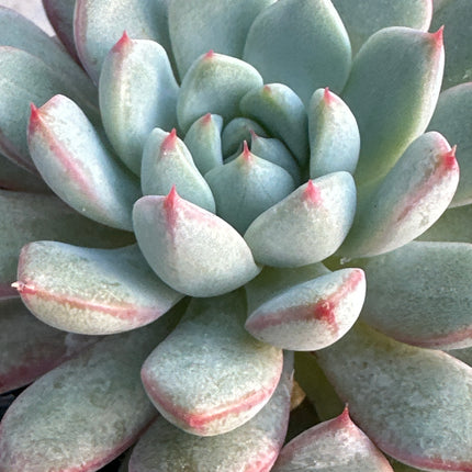 Echeveria 'Mindo Olin' | La escultura viviente