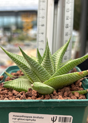 Haworthiopsis limifolia var. glaucophylla