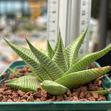 Haworthiopsis limifolia var. glaucophylla