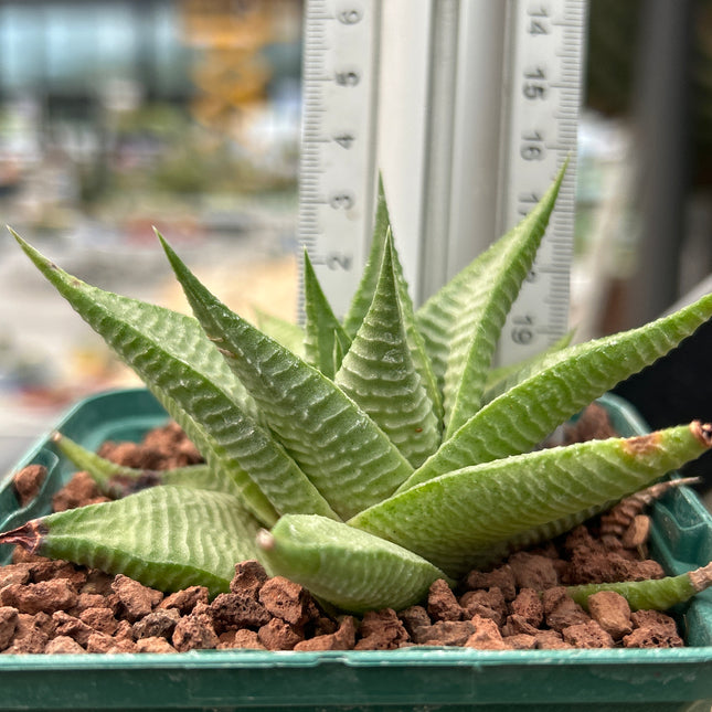 Haworthiopsis limifolia var. glaucophylla