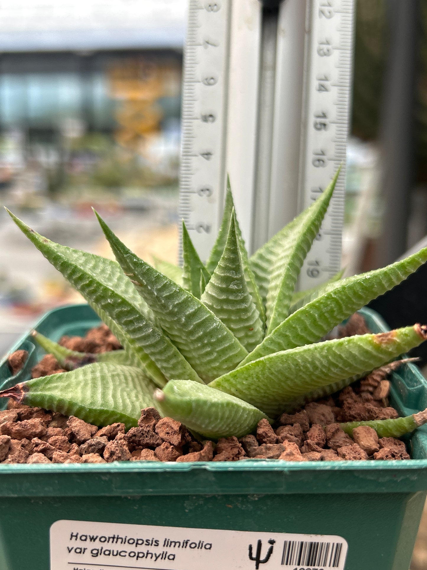 Haworthiopsis limifolia var. Glaucophylla