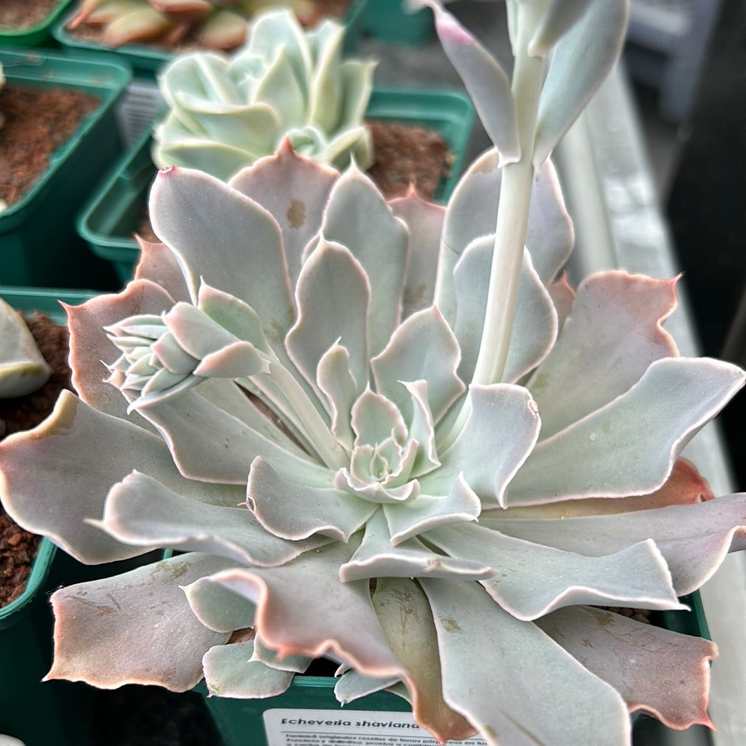 Echeveria shaviana