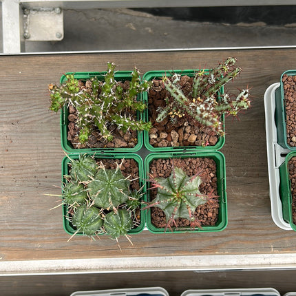Desert PACKS Euphorbia