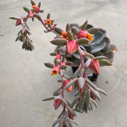 Echeveria ‘Pink Diamond' |Echeveria Diamante Rosa