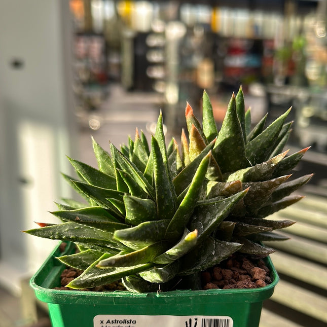 x Bicarinata Astrolist