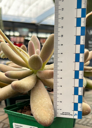 Pachysedum ´Captain Jessop´