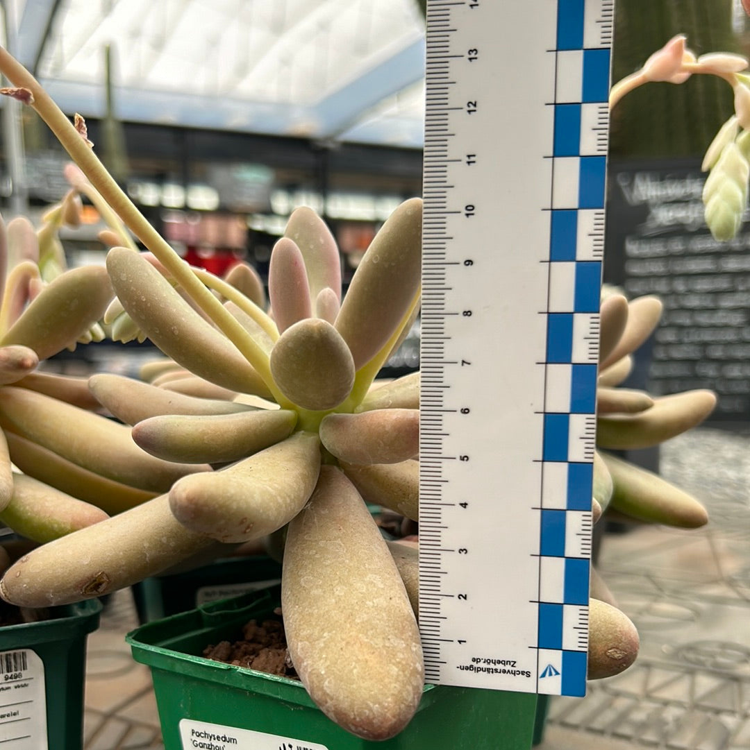 captain jessop succulent Pachysedum ´Captain Jessop´ – DesertSTORE.es