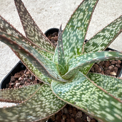 Aloe rauhii | Aloe copo de nieve | Aloe 'Snowflake’