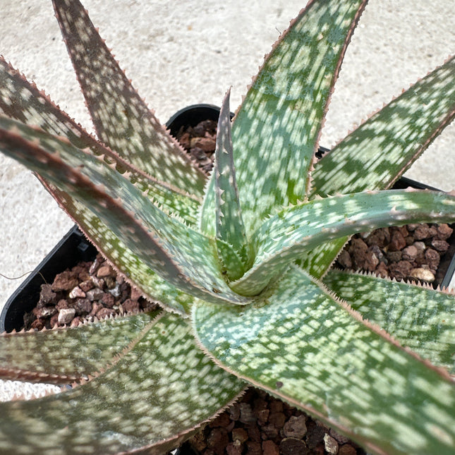 Aloe rauhii | Snowflake Aloe | Aloe 'Snowflake’