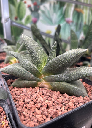 Gasteria armstrongii ‘Green’