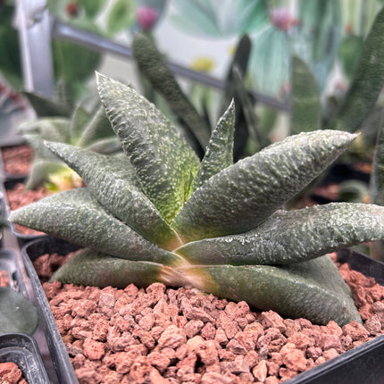 Gasteria armstrongii 'Grün'