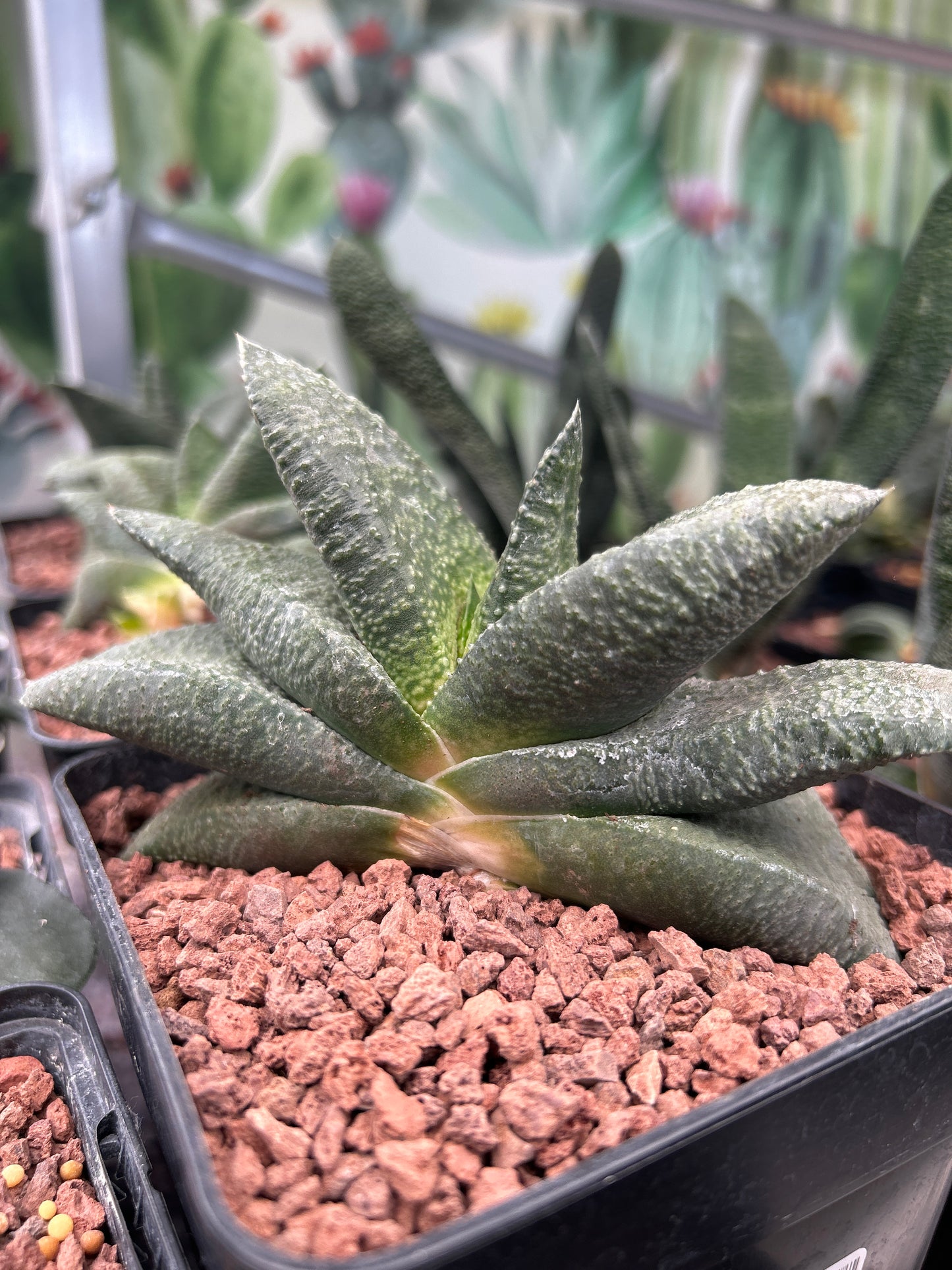 Gasteria armstrongii 'Green'