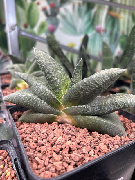 Gasteria armstrongii 'Grün'