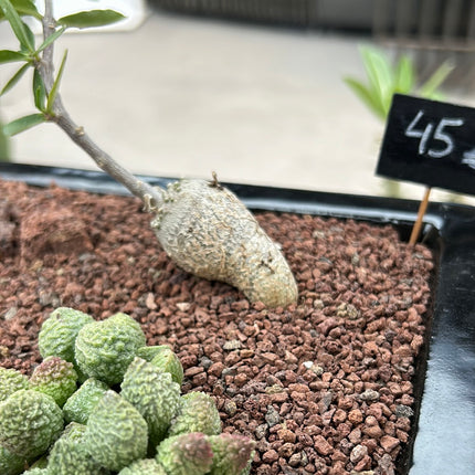 Zusammensetzung Aizoaceae + Fockea edulis