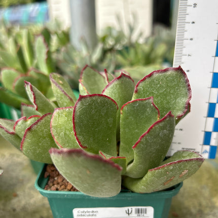 Cotyledon orbiculata