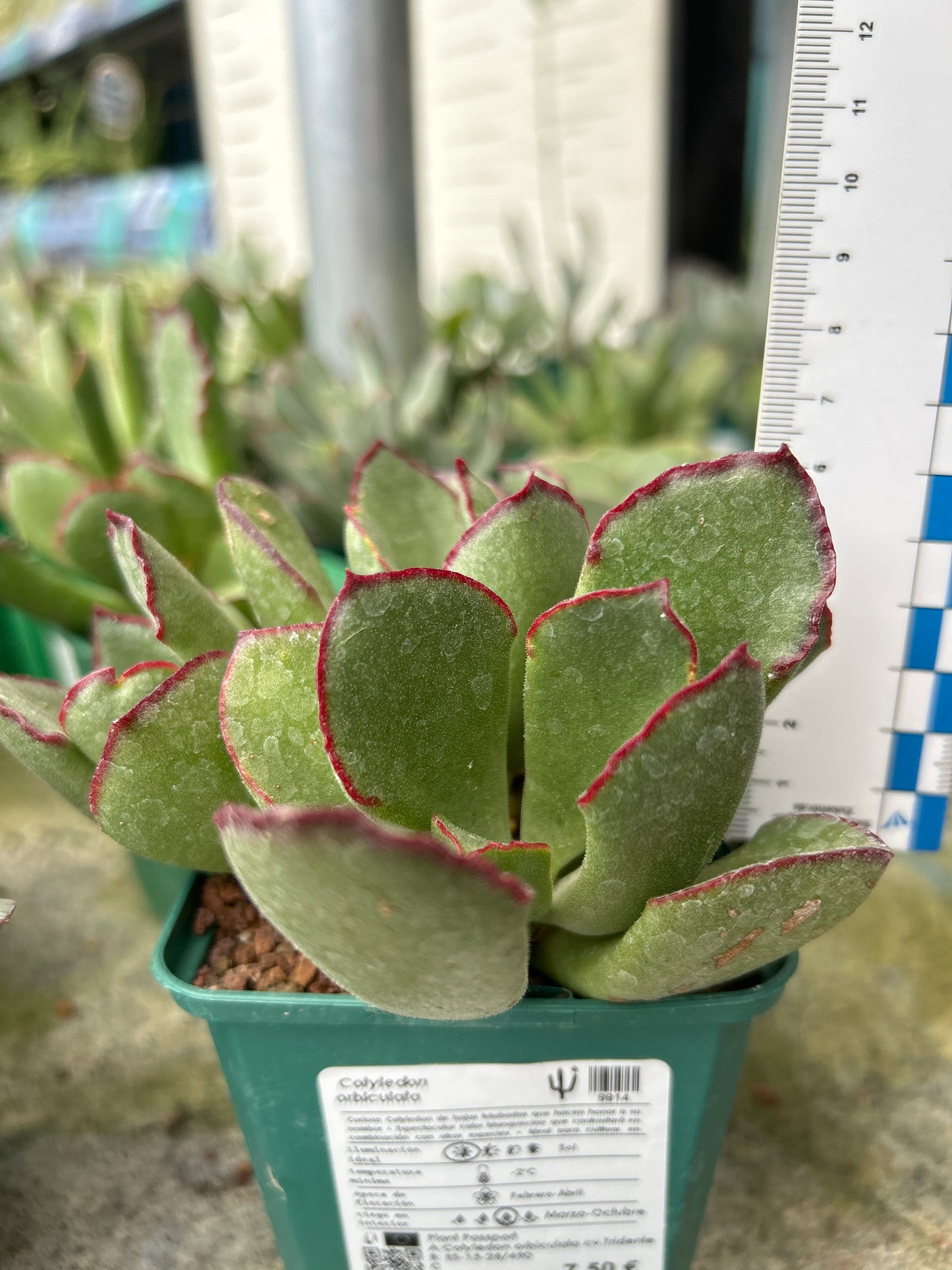 Cotyledon orbiculata