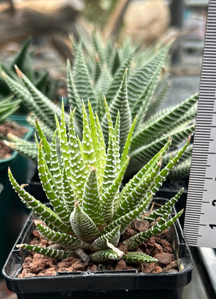 Variegated Haworthiopsis attenuata f. albino