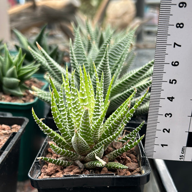 Haworthiopsis attenuata variegada f. albina