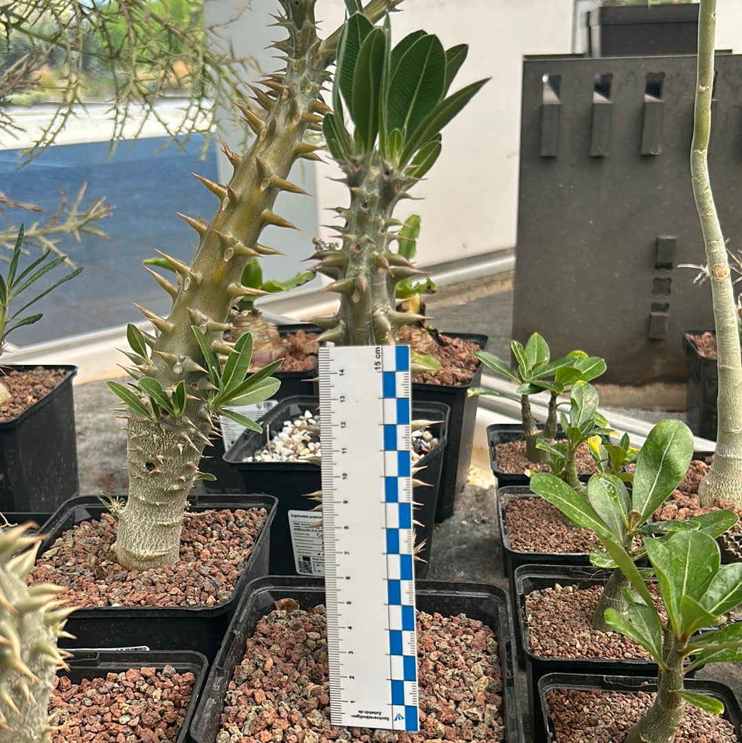 Pachypodium horomboense